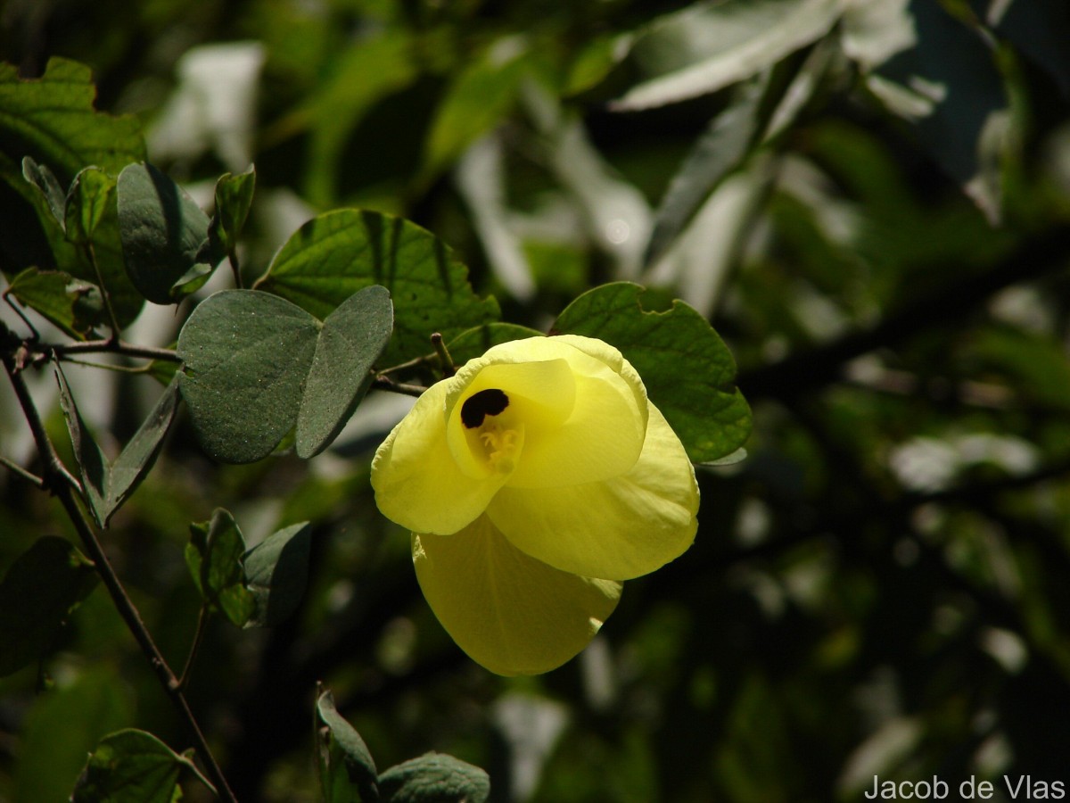 Bauhinia racemosa Lam.